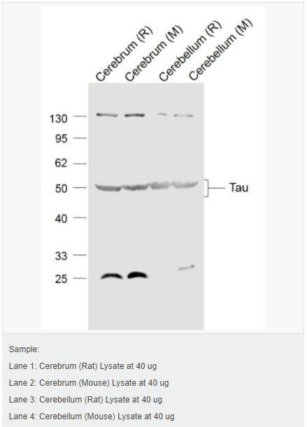 6052ad76cbebb.png image.png